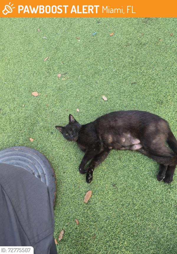 Found/Stray Female Cat last seen Near nw 1st ave , Miami, FL 33127