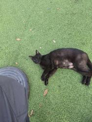 Found/Stray Female Cat last seen Near nw 1st ave , Miami, FL 33127