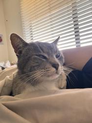 Lost Male Cat last seen Campus park north , Bakersfield, CA 93311