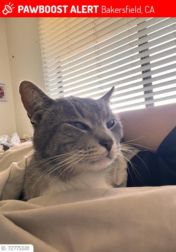 Lost Male Cat last seen Campus park north , Bakersfield, CA 93311
