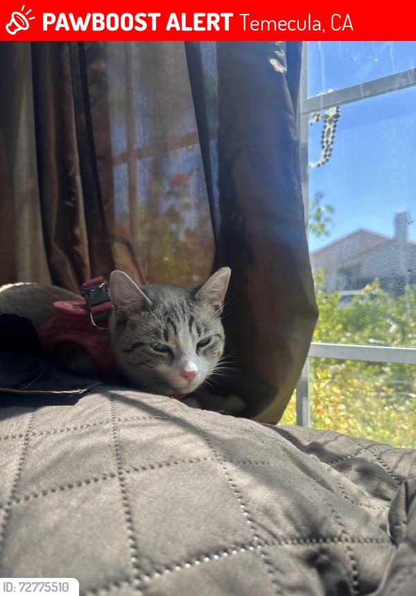 Lost Female Cat last seen oak cliff dr, Temecula, CA 92591