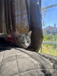Lost Female Cat last seen oak cliff dr, Temecula, CA 92591