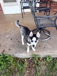 Found/Stray Male Dog last seen 150th & Mustang Road, Piedmont, OK 73078