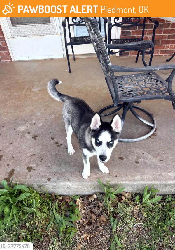 Found/Stray Male Dog last seen 150th & Mustang Road, Piedmont, OK 73078