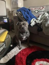 Lost Male Dog last seen nike factory , Memphis, TN 38128