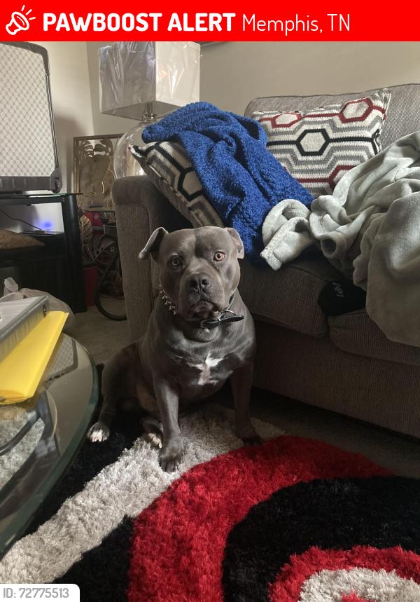 Lost Male Dog last seen nike factory , Memphis, TN 38128