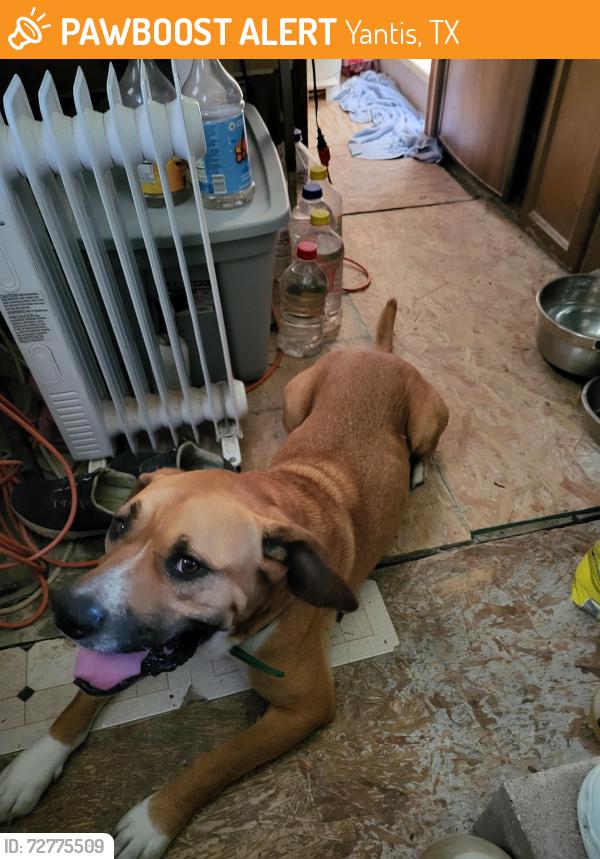 Found/Stray Male Dog last seen Neon Moon, Yantis, TX 75497