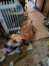 Found/Stray Male Dog last seen Neon Moon, Yantis, TX 75497