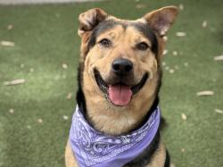 Shelter Stray Male Dog last seen , San Pedro, CA 90731