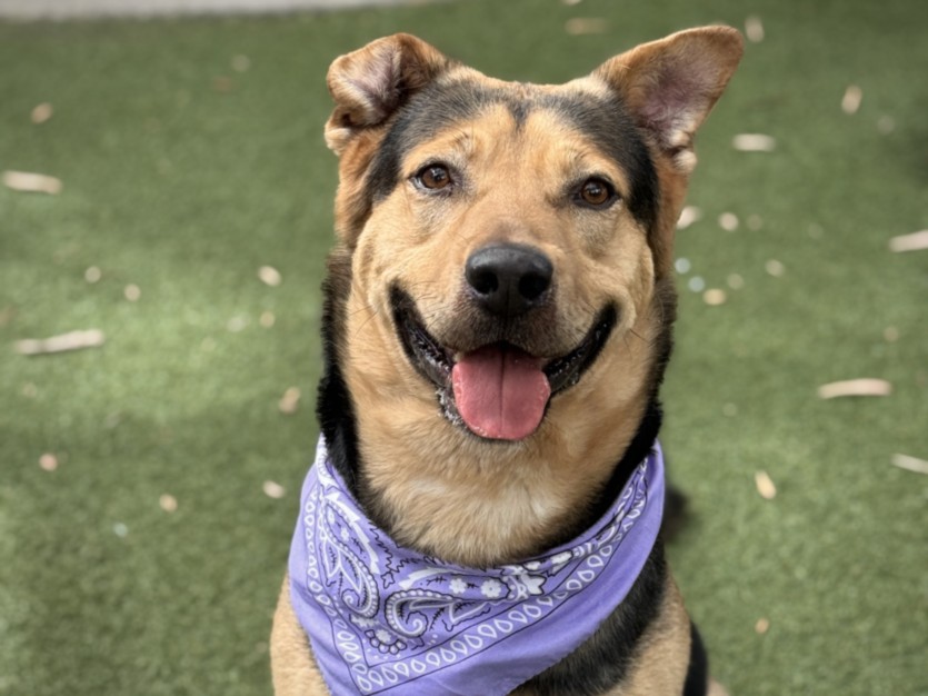 Shelter Stray Male Dog last seen , San Pedro, CA 90731