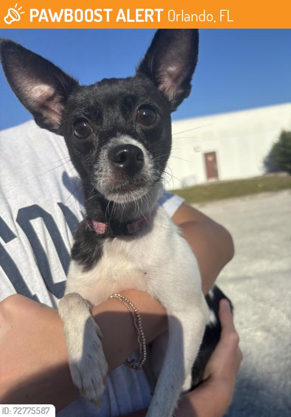 Found/Stray Female Dog last seen Gatlin, Orlando, FL 32806