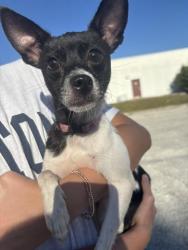 Found/Stray Female Dog last seen Gatlin, Orlando, FL 32806