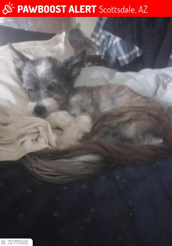 Lost Male Dog last seen Del Caverna and Via Linda, Scottsdale, AZ 85258