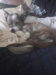 Lost Male Dog last seen Del Caverna and Via Linda, Scottsdale, AZ 85258