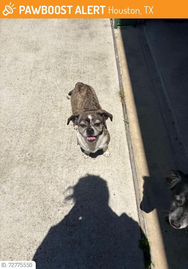 Found/Stray Unknown Dog last seen gessner rd, Houston, TX 77041