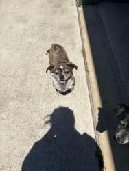 Found/Stray Unknown Dog last seen gessner rd, Houston, TX 77041