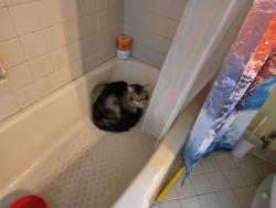 Found/Stray Male Cat last seen Carmel Rd, Charlotte, NC 28226