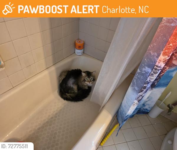 Found/Stray Male Cat last seen Carmel Rd, Charlotte, NC 28226