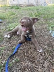 Found/Stray Male Dog last seen Near Kimmel farm elementary , Winston-Salem, NC 27127