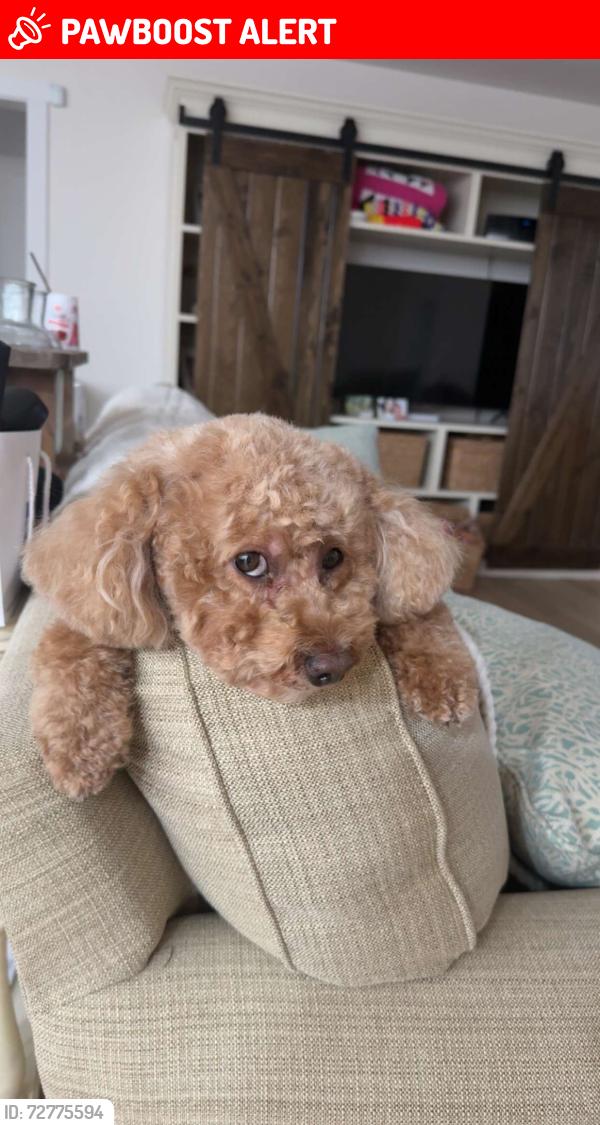 Lost Female Dog last seen Eagleview apmts, Kanawha County, WV 25311
