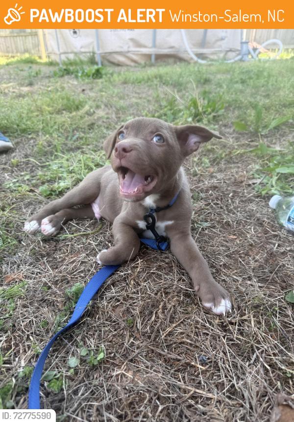 Found/Stray Male Dog last seen Near Kimmel farm elementary , Winston-Salem, NC 27127