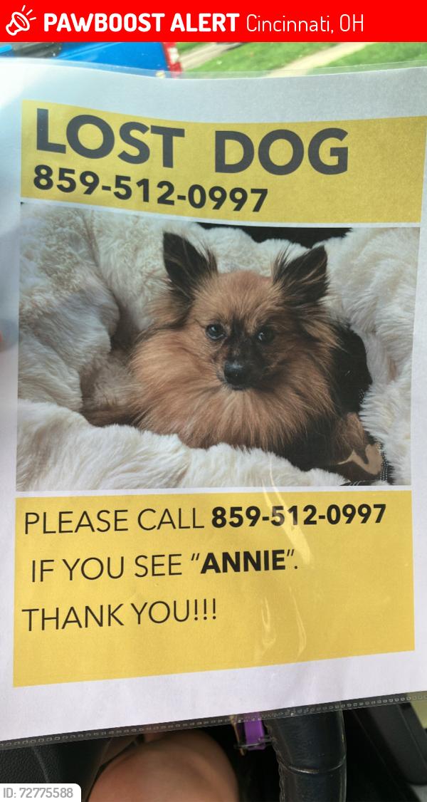 Lost Female Dog last seen Elberon and 8th or Elberon and Philips, Cincinnati, OH 45205