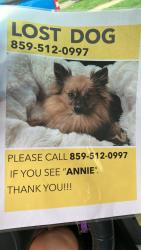 Lost Female Dog last seen Elberon and 8th or Elberon and Philips, Cincinnati, OH 45205