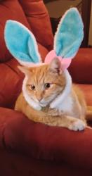 Lost Male Cat last seen Lincoln and woodlawn , Wichita, KS 67207