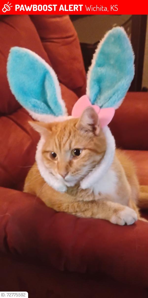Lost Male Cat last seen Lincoln and woodlawn , Wichita, KS 67207