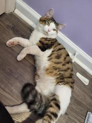 Found/Stray Female Cat last seen Hampton Place cndmniums , Wilmington, NC 28412