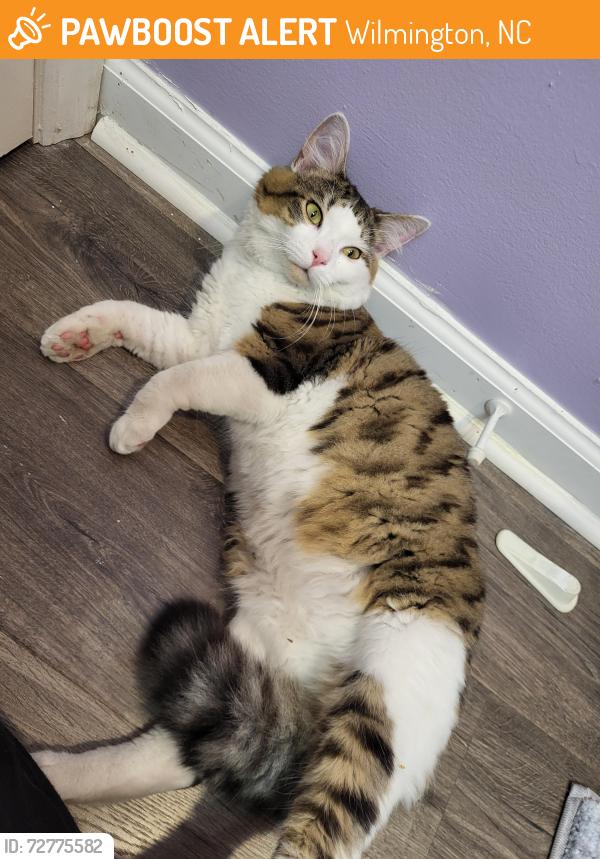 Found/Stray Female Cat last seen Hampton Place cndmniums , Wilmington, NC 28412