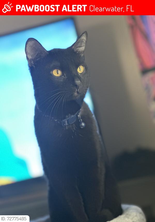 Lost Male Cat last seen By countryside mall , Clearwater, FL 33761