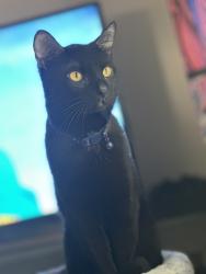 Lost Male Cat last seen By countryside mall , Clearwater, FL 33761