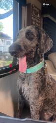 Lost Female Dog last seen Hwy 64, Tyler, TX 75707