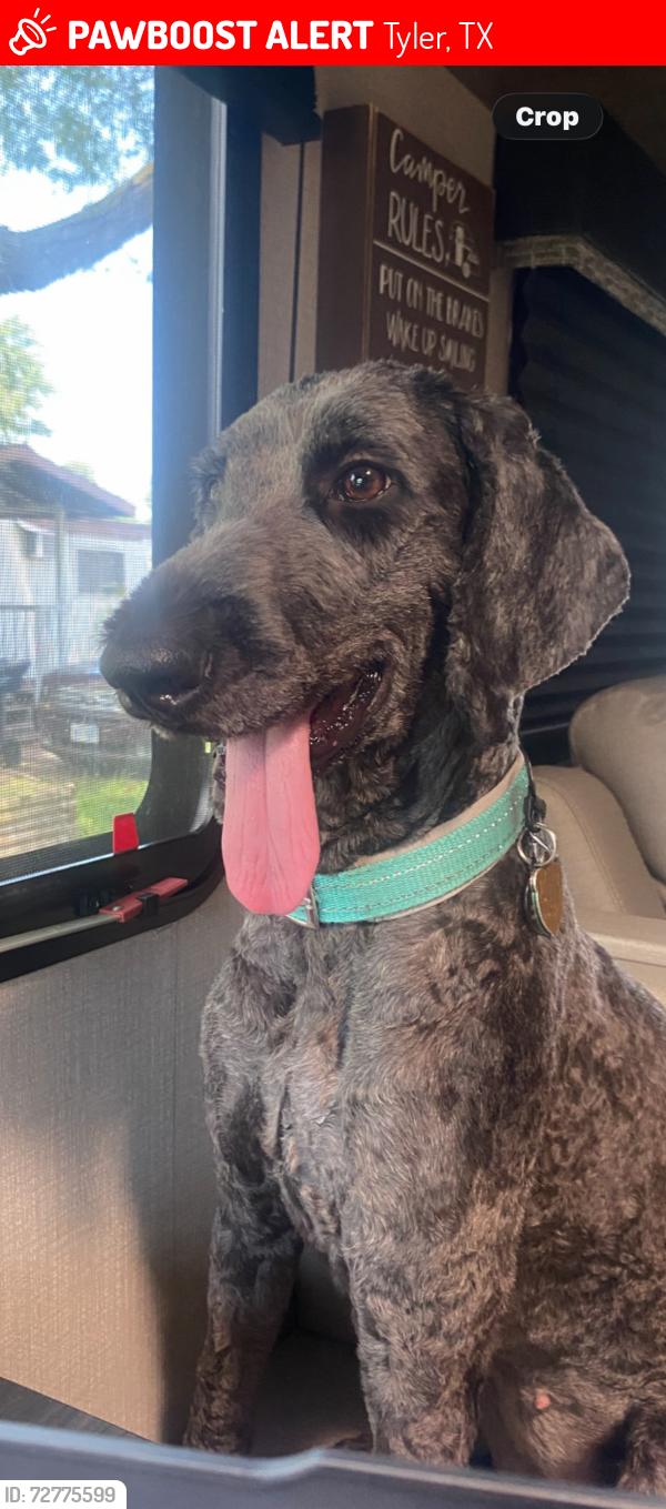 Lost Female Dog last seen Hwy 64, Tyler, TX 75707