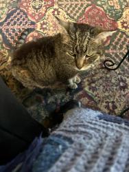 Found/Stray Female Cat last seen Hwy 150 N Shelby NC near YMCA, Shelby, NC 28150