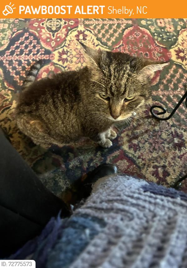 Found/Stray Female Cat last seen Hwy 150 N Shelby NC near YMCA, Shelby, NC 28150
