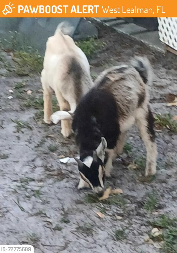 Found/Stray Male Other last seen 79th Way N and 43rd Ave N, West Lealman, FL 33709