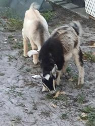 Found/Stray Male Other last seen 79th Way N and 43rd Ave N, West Lealman, FL 33709