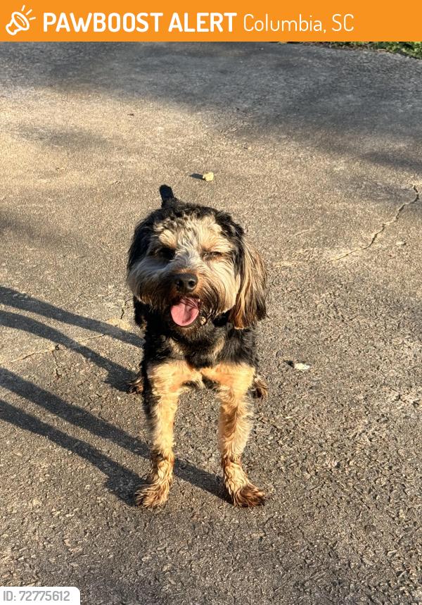Found/Stray Male Dog last seen Columbia high school, Columbia, SC 29210