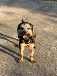 Found/Stray Male Dog last seen Columbia high school, Columbia, SC 29210