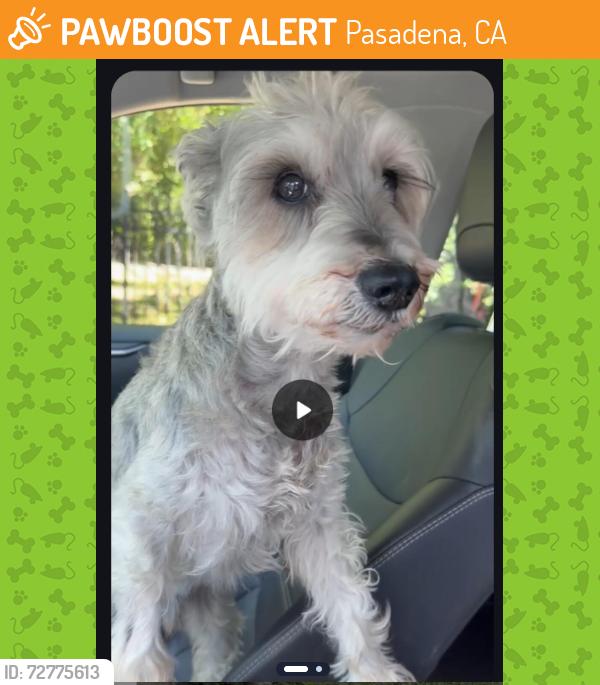 Found/Stray Male Dog last seen El Campo Drive and Gainsborough Drive, Pasadena, CA 91107