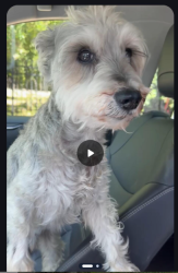 Found/Stray Male Dog last seen El Campo Drive and Gainsborough Drive, Pasadena, CA 91107