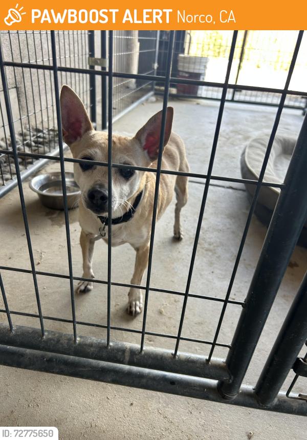 Found/Stray Male Dog last seen Temescal & 6th NORCO CA, Norco, CA 92860