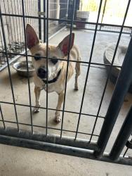 Found/Stray Male Dog last seen Temescal & 6th NORCO CA, Norco, CA 92860