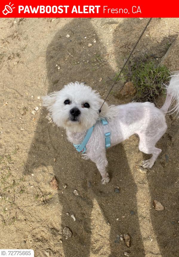 Lost Male Dog last seen San Jose & Marty, Fresno, CA 93711