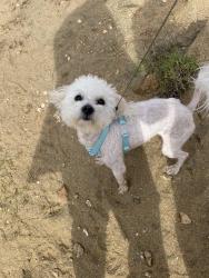 Lost Male Dog last seen San Jose & Marty, Fresno, CA 93711