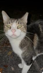Lost Female Cat last seen Summer Chase Community off of Lake Worth Rd, Wellington, FL 33467