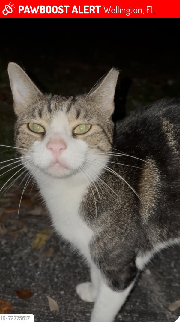 Lost Female Cat last seen Summer Chase Community off of Lake Worth Rd, Wellington, FL 33467