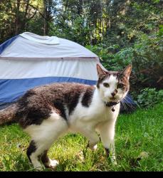 Lost Female Cat last seen N Pittsburgh Ave. and N Crawford St. , Portland, OR 97203